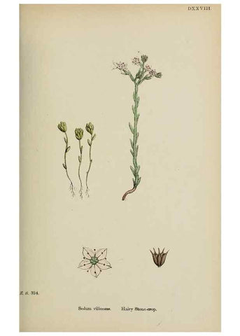 Reproducción/Reproduction 48717561562: English botany, or, Coloured figures of British plants /. London :R. Hardwicke,1863-1886.. 