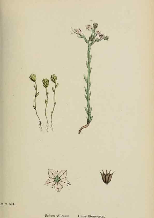 Reproducción/Reproduction 48717561562: English botany, or, Coloured figures of British plants /. London :R. Hardwicke,1863-1886.. 
