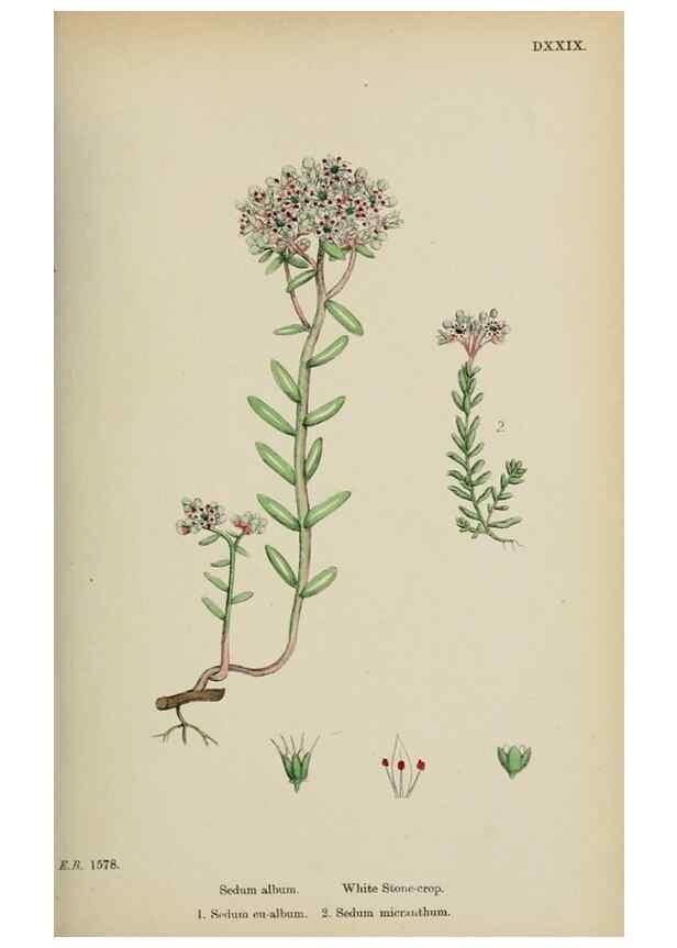 Reproducción/Reproduction 48717561937: English botany, or, Coloured figures of British plants /. London :R. Hardwicke,1863-1886.. 
