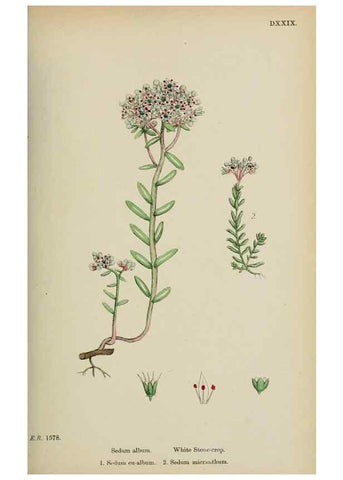 Reproducción/Reproduction 48717561937: English botany, or, Coloured figures of British plants /. London :R. Hardwicke,1863-1886.. 