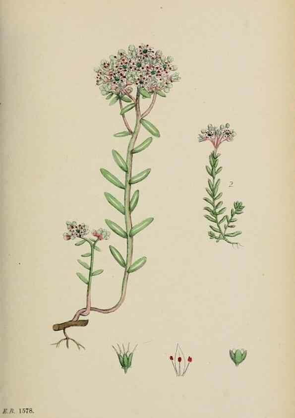 Reproducción/Reproduction 48717561937: English botany, or, Coloured figures of British plants /. London :R. Hardwicke,1863-1886.. 