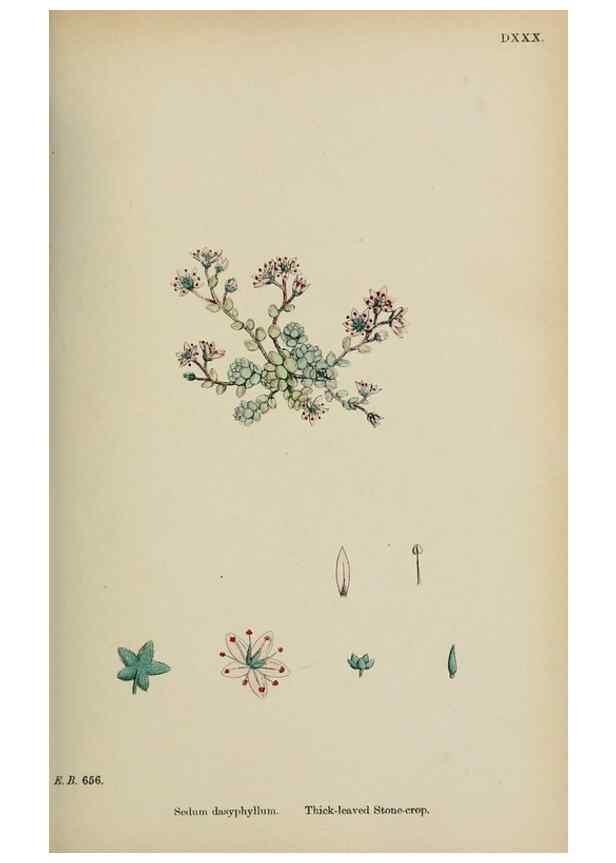 Reproducción/Reproduction 48717054868: English botany, or, Coloured figures of British plants /. London :R. Hardwicke,1863-1886.. 