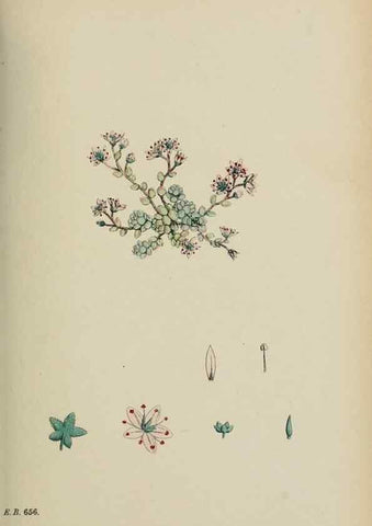 Reproducción/Reproduction 48717054868: English botany, or, Coloured figures of British plants /. London :R. Hardwicke,1863-1886.. 