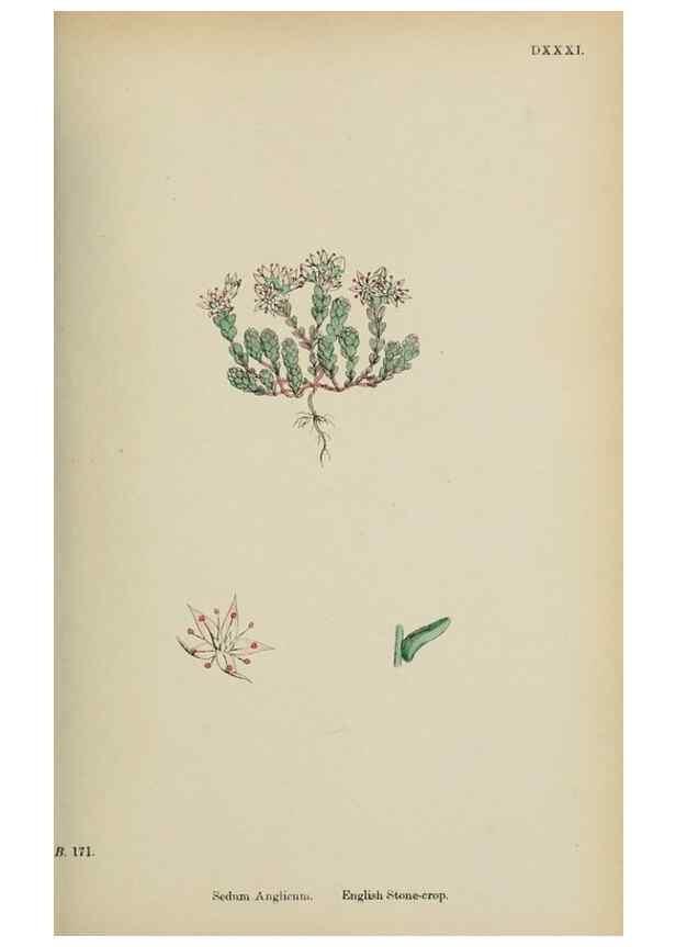 Reproducción/Reproduction 48717055238: English botany, or, Coloured figures of British plants /. London :R. Hardwicke,1863-1886.. 