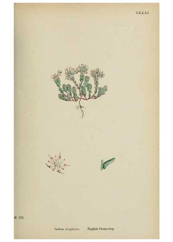 Reproducción/Reproduction 48717055238: English botany, or, Coloured figures of British plants /. London :R. Hardwicke,1863-1886.. 