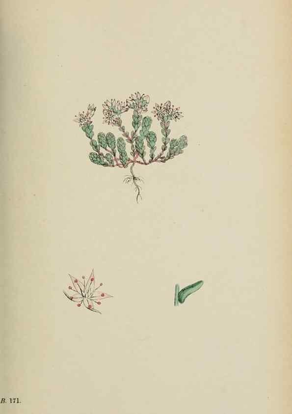 Reproducción/Reproduction 48717055238: English botany, or, Coloured figures of British plants /. London :R. Hardwicke,1863-1886.. 