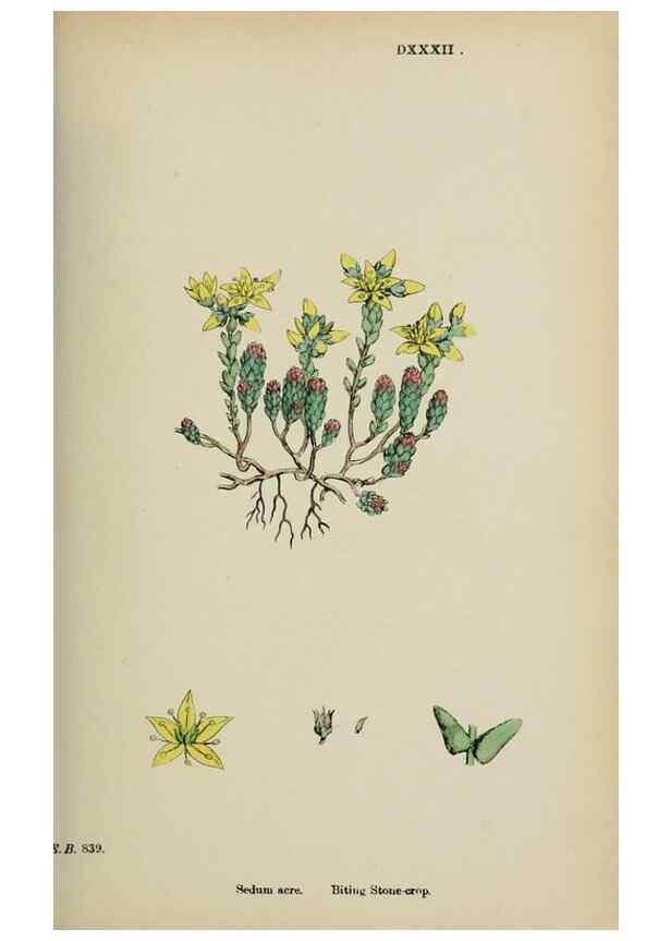 Reproducción/Reproduction 48717055588: English botany, or, Coloured figures of British plants /. London :R. Hardwicke,1863-1886.. 