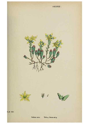 Reproducción/Reproduction 48717055588: English botany, or, Coloured figures of British plants /. London :R. Hardwicke,1863-1886.. 