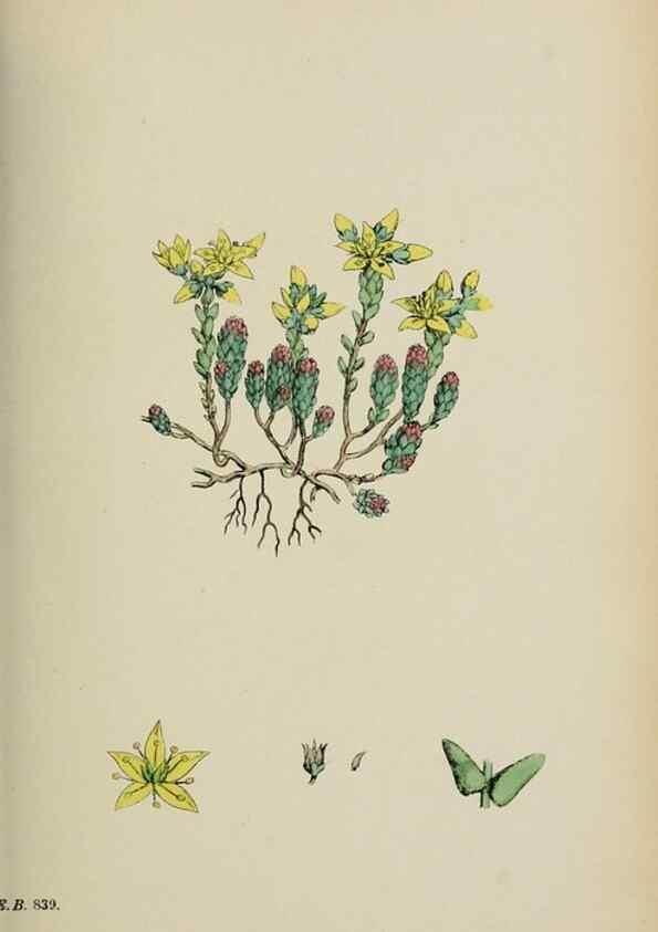 Reproducción/Reproduction 48717055588: English botany, or, Coloured figures of British plants /. London :R. Hardwicke,1863-1886.. 
