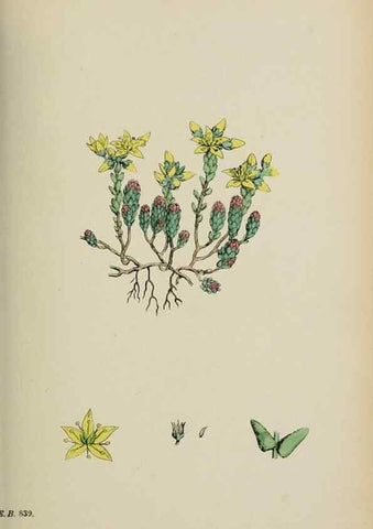 Reproducción/Reproduction 48717055588: English botany, or, Coloured figures of British plants /. London :R. Hardwicke,1863-1886.. 
