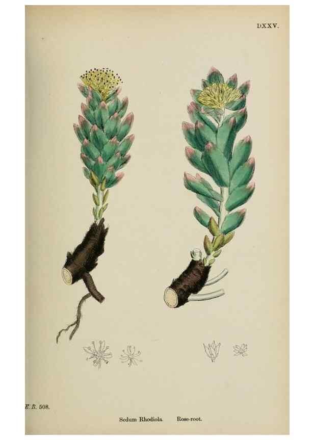 Reproducción/Reproduction 48717053138: English botany, or, Coloured figures of British plants /. London :R. Hardwicke,1863-1886.. 