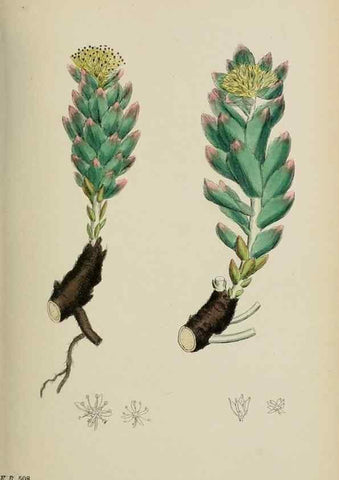 Reproducción/Reproduction 48717053138: English botany, or, Coloured figures of British plants /. London :R. Hardwicke,1863-1886.. 