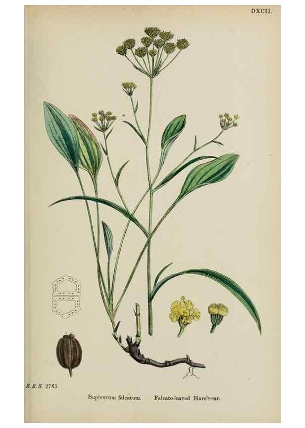 Reproducción/Reproduction 48717410836: English botany, or, Coloured figures of British plants /. London :R. Hardwicke,1863-1886.. 