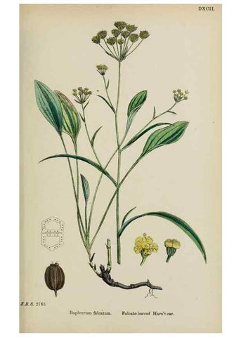 Reproducción/Reproduction 48717410836: English botany, or, Coloured figures of British plants /. London :R. Hardwicke,1863-1886.. 
