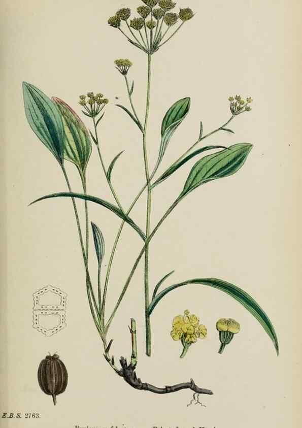 Reproducción/Reproduction 48717410836: English botany, or, Coloured figures of British plants /. London :R. Hardwicke,1863-1886.. 