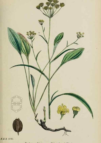Reproducción/Reproduction 48717410836: English botany, or, Coloured figures of British plants /. London :R. Hardwicke,1863-1886.. 