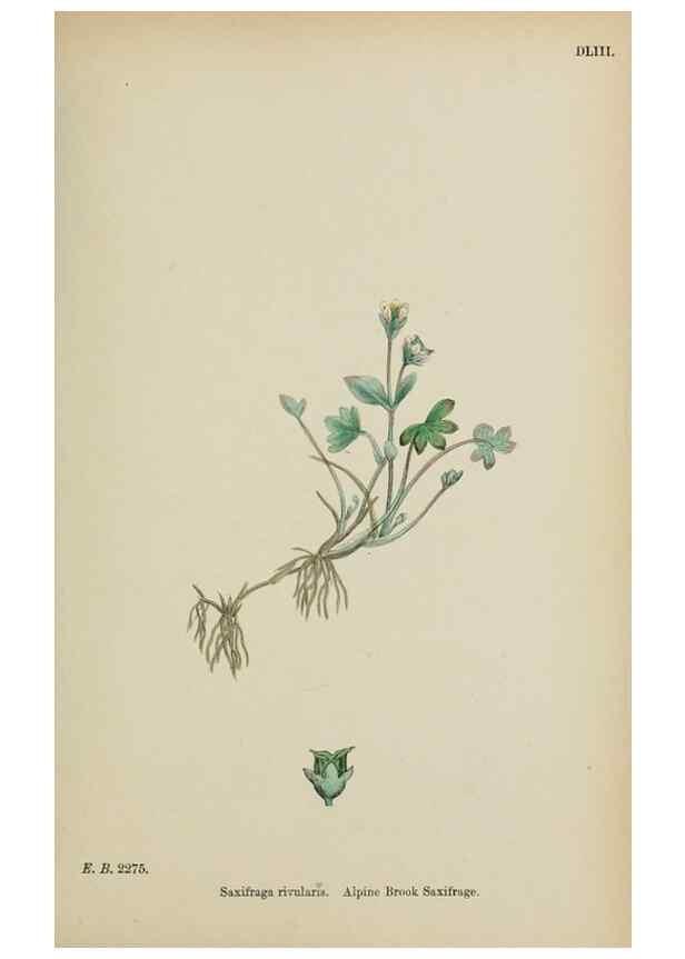 Reproducción/Reproduction 48717570907: English botany, or, Coloured figures of British plants /. London :R. Hardwicke,1863-1886.. 