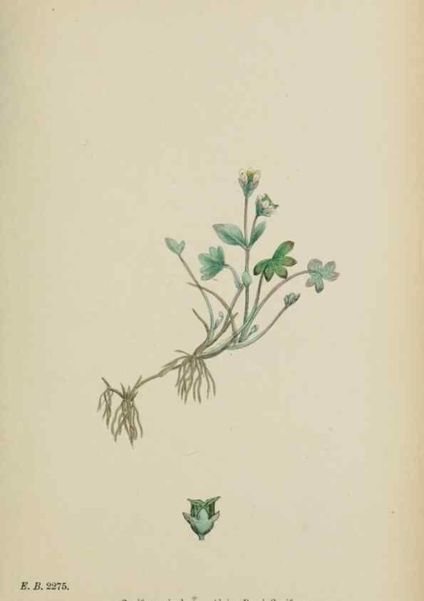 Reproducción/Reproduction 48717570907: English botany, or, Coloured figures of British plants /. London :R. Hardwicke,1863-1886.. 