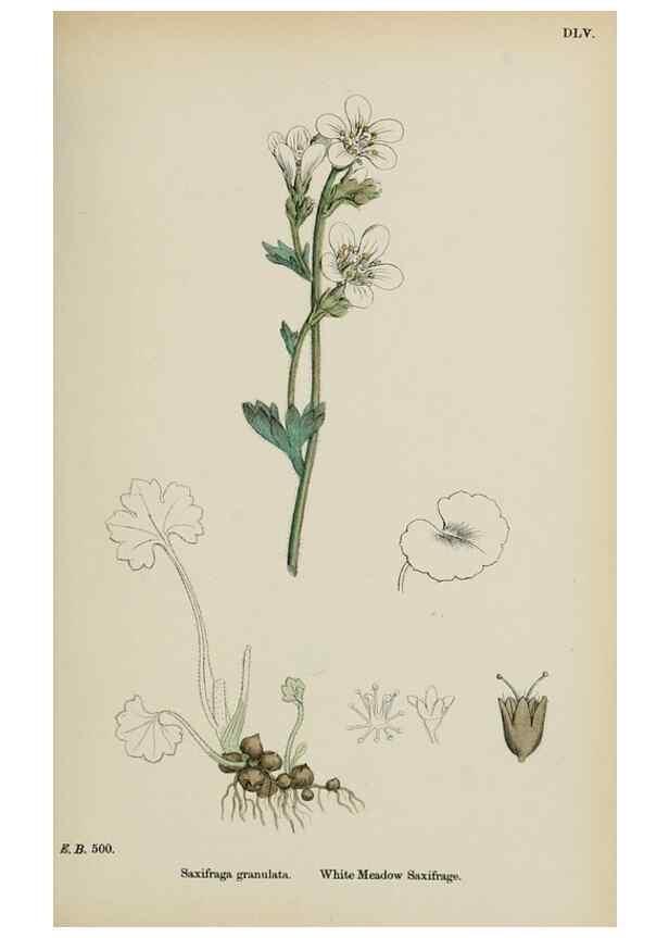 Reproducción/Reproduction 48717399956: English botany, or, Coloured figures of British plants /. London :R. Hardwicke,1863-1886.. 