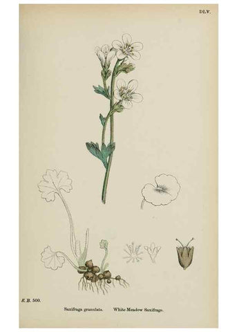 Reproducción/Reproduction 48717399956: English botany, or, Coloured figures of British plants /. London :R. Hardwicke,1863-1886.. 