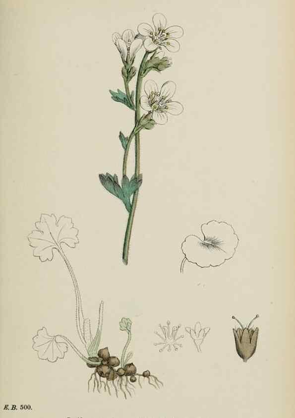 Reproducción/Reproduction 48717399956: English botany, or, Coloured figures of British plants /. London :R. Hardwicke,1863-1886.. 