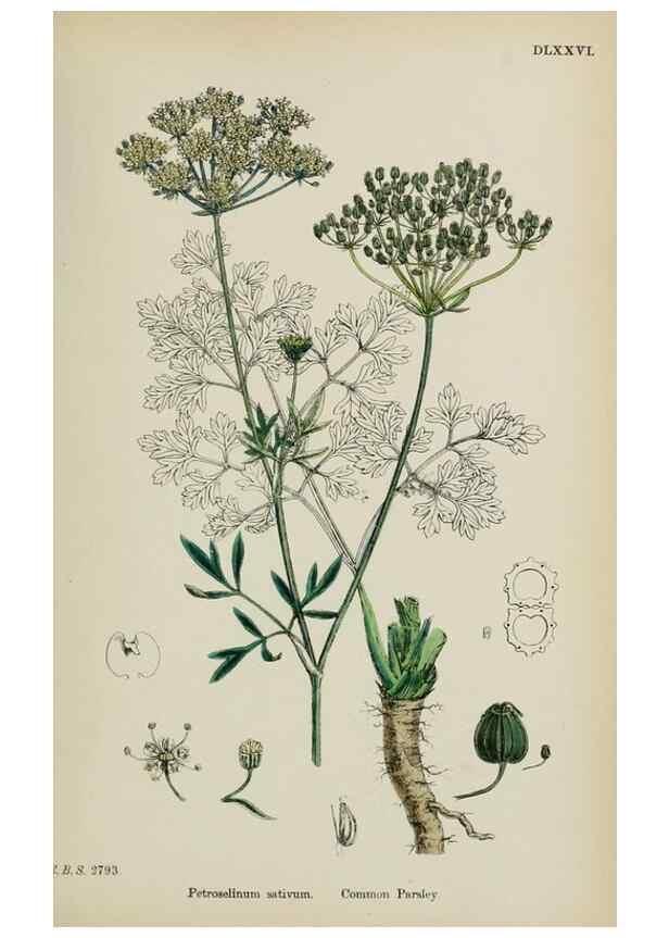 Reproducción/Reproduction 48717070263: English botany, or, Coloured figures of British plants /. London :R. Hardwicke,1863-1886.. 