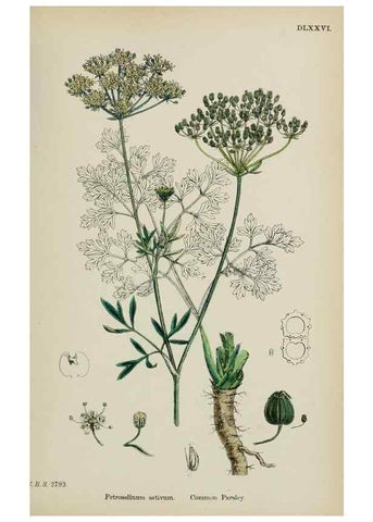Reproducción/Reproduction 48717070263: English botany, or, Coloured figures of British plants /. London :R. Hardwicke,1863-1886.. 