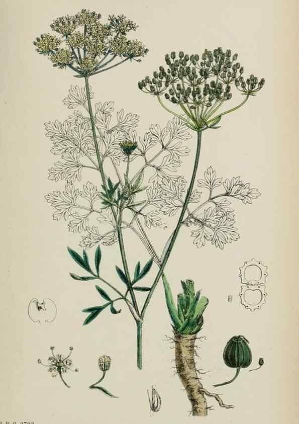 Reproducción/Reproduction 48717070263: English botany, or, Coloured figures of British plants /. London :R. Hardwicke,1863-1886.. 