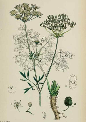 Reproducción/Reproduction 48717070263: English botany, or, Coloured figures of British plants /. London :R. Hardwicke,1863-1886.. 