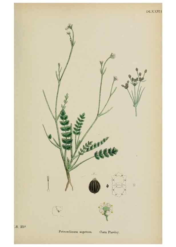 Reproducción/Reproduction 48717406626: English botany, or, Coloured figures of British plants /. London :R. Hardwicke,1863-1886.. 