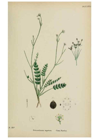 Reproducción/Reproduction 48717406626: English botany, or, Coloured figures of British plants /. London :R. Hardwicke,1863-1886.. 