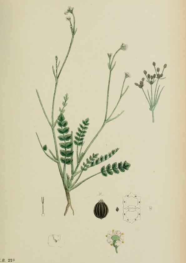 Reproducción/Reproduction 48717406626: English botany, or, Coloured figures of British plants /. London :R. Hardwicke,1863-1886.. 
