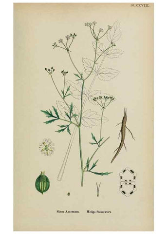 Reproducción/Reproduction 48717578847: English botany, or, Coloured figures of British plants /. London :R. Hardwicke,1863-1886.. 
