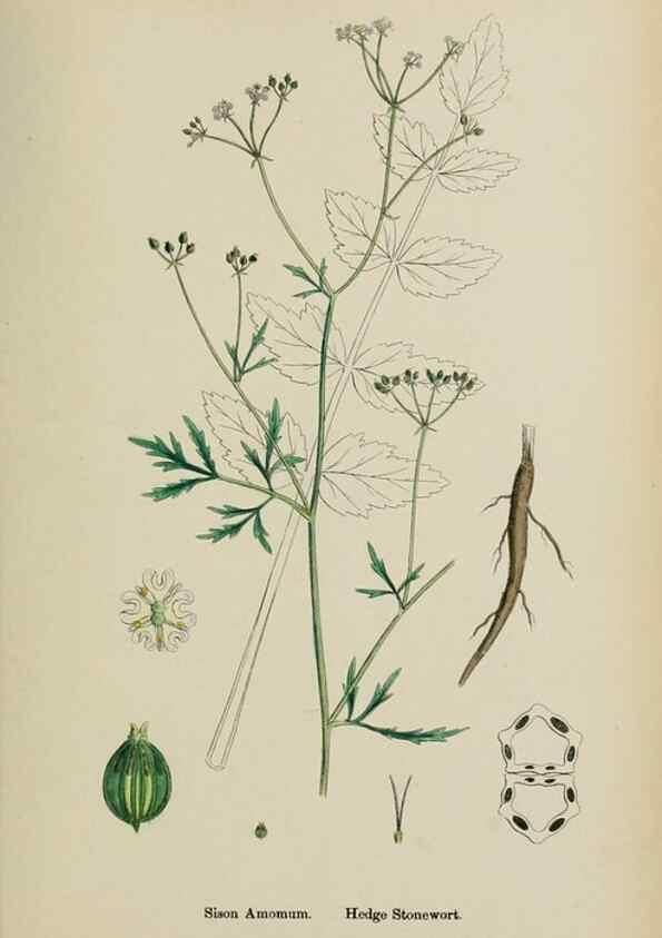 Reproducción/Reproduction 48717578847: English botany, or, Coloured figures of British plants /. London :R. Hardwicke,1863-1886.. 