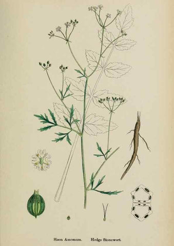 Reproducción/Reproduction 48717578847: English botany, or, Coloured figures of British plants /. London :R. Hardwicke,1863-1886.. 