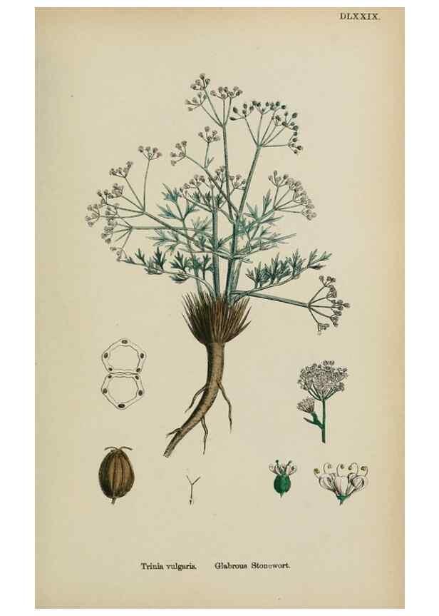 Reproducción/Reproduction 48717579177: English botany, or, Coloured figures of British plants /. London :R. Hardwicke,1863-1886.. 