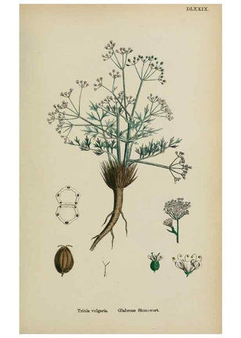 Reproducción/Reproduction 48717579177: English botany, or, Coloured figures of British plants /. London :R. Hardwicke,1863-1886.. 