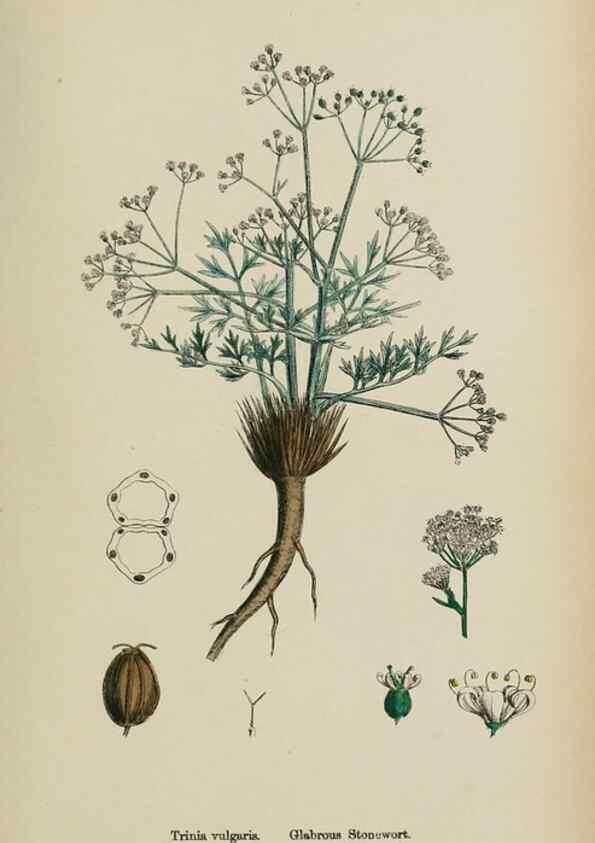 Reproducción/Reproduction 48717579177: English botany, or, Coloured figures of British plants /. London :R. Hardwicke,1863-1886.. 