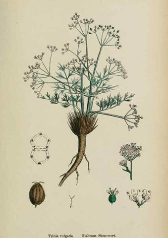 Reproducción/Reproduction 48717579177: English botany, or, Coloured figures of British plants /. London :R. Hardwicke,1863-1886.. 