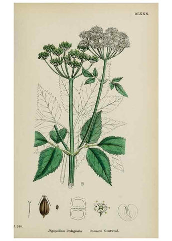 Reproducción/Reproduction 48717071348: English botany, or, Coloured figures of British plants /. London :R. Hardwicke,1863-1886.. 