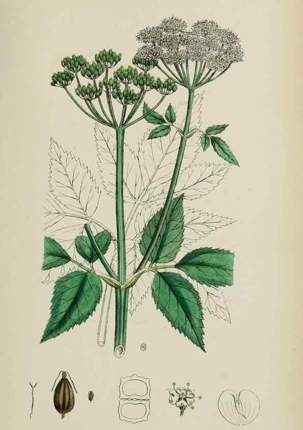 Reproducción/Reproduction 48717071348: English botany, or, Coloured figures of British plants /. London :R. Hardwicke,1863-1886.. 