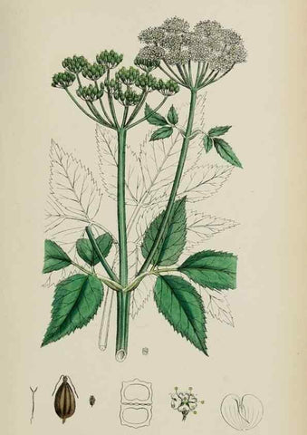 Reproducción/Reproduction 48717071348: English botany, or, Coloured figures of British plants /. London :R. Hardwicke,1863-1886.. 