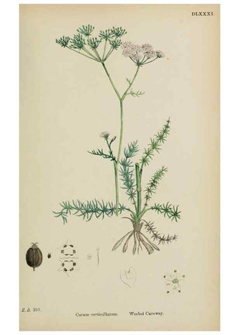 Reproducción/Reproduction 48717407971: English botany, or, Coloured figures of British plants /. London :R. Hardwicke,1863-1886.. 