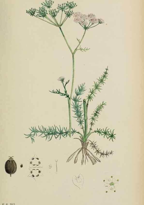 Reproducción/Reproduction 48717407971: English botany, or, Coloured figures of British plants /. London :R. Hardwicke,1863-1886.. 