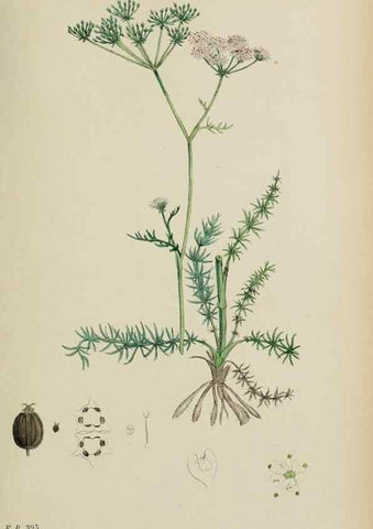 Reproducción/Reproduction 48717407971: English botany, or, Coloured figures of British plants /. London :R. Hardwicke,1863-1886.. 