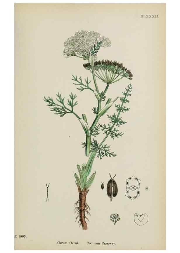 Reproducción/Reproduction 48717580232: English botany, or, Coloured figures of British plants /. London :R. Hardwicke,1863-1886.. 