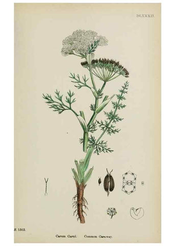 Reproducción/Reproduction 48717580232: English botany, or, Coloured figures of British plants /. London :R. Hardwicke,1863-1886.. 