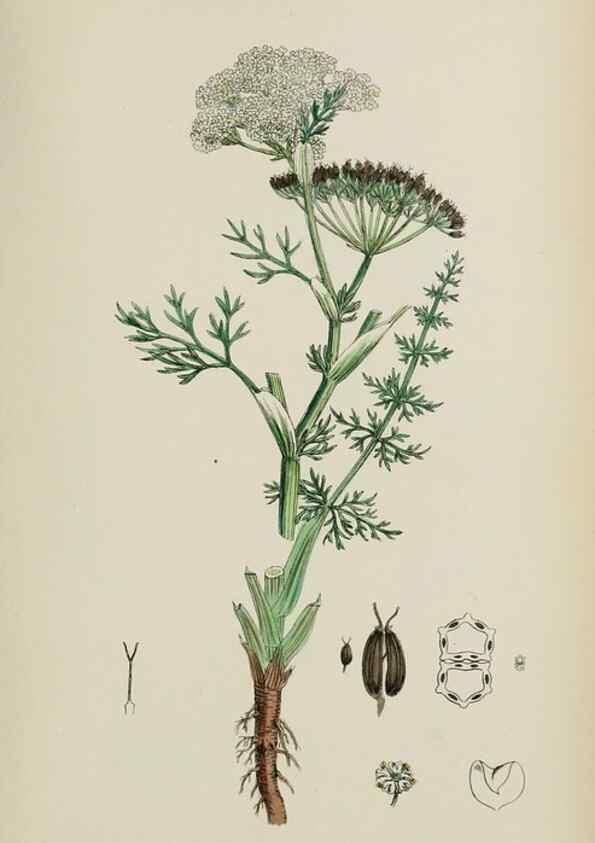 Reproducción/Reproduction 48717580232: English botany, or, Coloured figures of British plants /. London :R. Hardwicke,1863-1886.. 