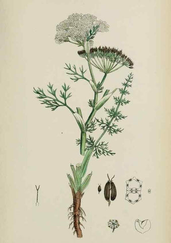 Reproducción/Reproduction 48717580232: English botany, or, Coloured figures of British plants /. London :R. Hardwicke,1863-1886.. 