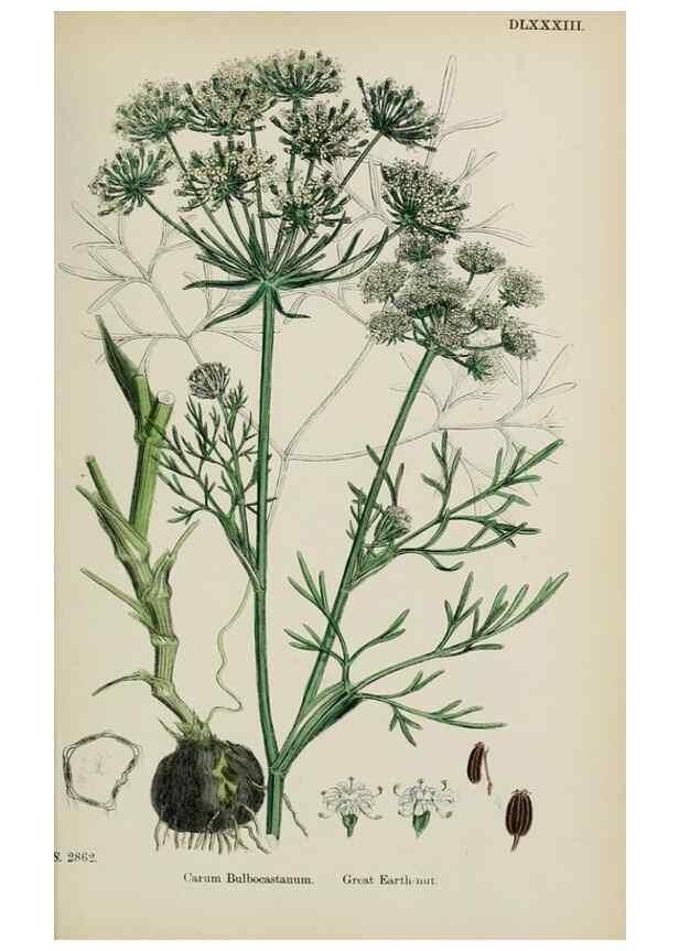 Reproducción/Reproduction 48717408436: English botany, or, Coloured figures of British plants /. London :R. Hardwicke,1863-1886.. 